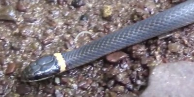 Seattle snake